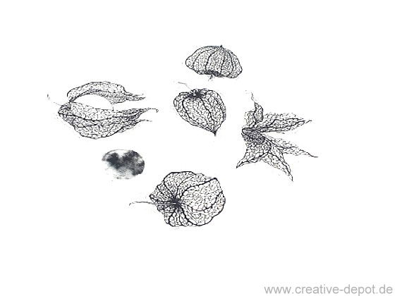 Physalis