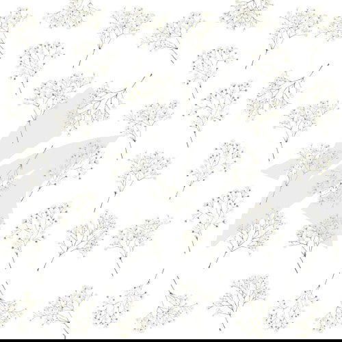 Schleierkraut schleierkraut