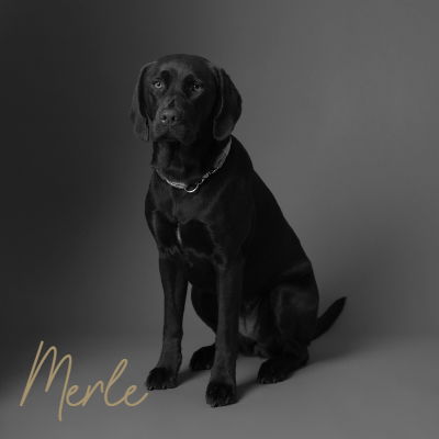 Merle
