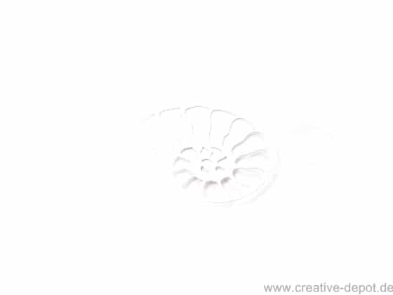 Muschel1 Nautilus Muschel